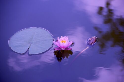 lotus, flower, lily pad-1205631.jpg